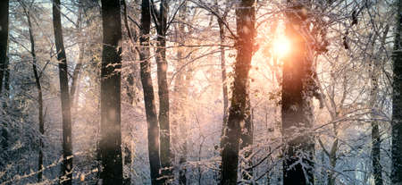 Enchanted winter scene with the rays of sun falling on the snow covered trees and branches in a forest and painting them in pastel warm colorsの写真素材
