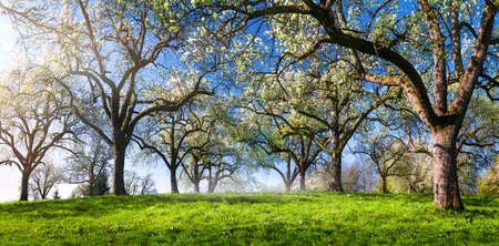 Beautiful panoramic green landscape in spring, with trees in a row creating an alley on a meadow lit by rays of side light, clear blue skyの写真素材