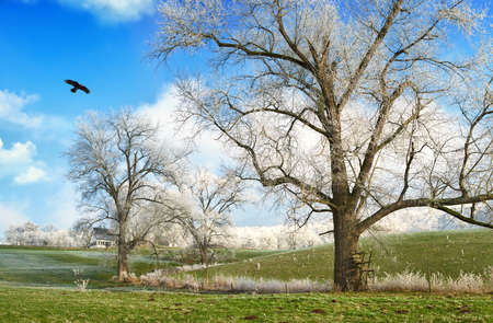 Winter landscape containing old trees with hoarfrost on a frozen green pasture, blue sky, white clouds and a flying birdの写真素材