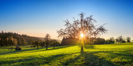 Low sun casting rays through a tree on an idyllic green meadow, with clear sky and long shadowsの写真素材