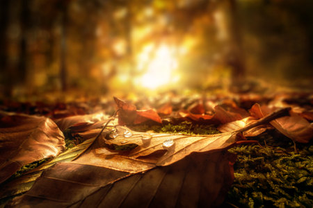 Closeup of Autumn leaves with drops of water on the forest ground, with the setting sun in the backgroundの写真素材