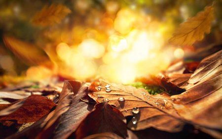 Closeup of Autumn leaves with drops of water on the forest ground, with the setting sun in the...