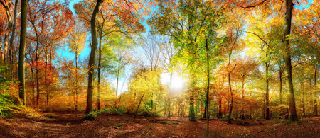 Colorful forest in fall, with yellow, green and red foliage, and the autumn sun rays illuminating the scenic panoramic landscapeの写真素材