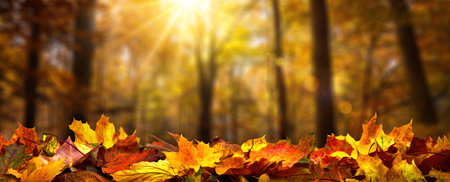Arranged row of autumn leaves on the forest ground, defocused trees with golden foliage and warm rays of sunlight in the backgroundの写真素材