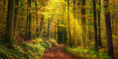 Rays of light illuminating a footpath in a misty autumn forest and creating a natural arch, a tranquil panoramic landscapeの写真素材