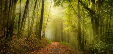 Dreamy scenery with rays of warm light and mist in a green forest, an uplifting yet moody beautiful landscapeの写真素材