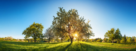 The sun shining through a tree on a green meadow, a panoramic idyllic rural landscape with clear blue sky after sunriseの写真素材