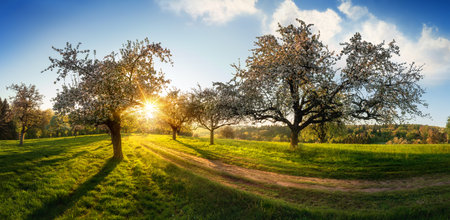 The sun beautifully illuminating a green meadow, a panoramic idyllic rural landscape with a path leading through the trees after sunriseの写真素材