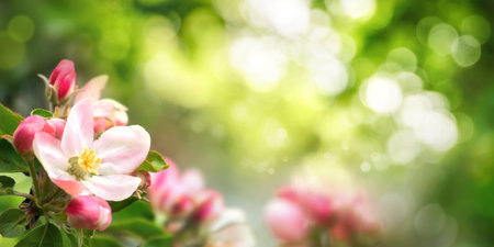 Beautiful spring scene with pink blossoms in the foreground and bokeh background of vibrant green foliage and sunlightの写真素材