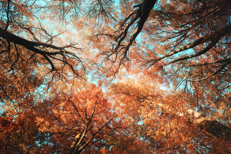 Tree canopy with beautiful orange autumn tones and teal skyの写真素材