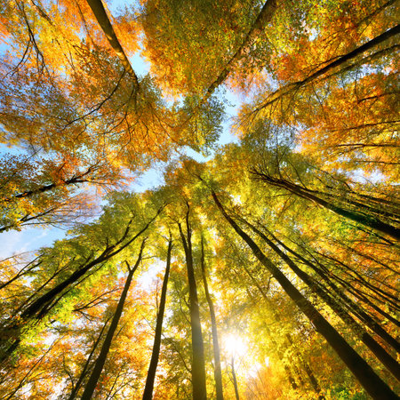 Autumn scenery with a canopy of tall deciduous trees, with the bright sun beautifully shining through the colorful foliage, square formatの写真素材
