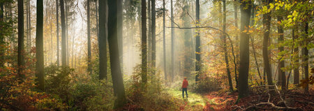 Fabulous misty autumn scenery in a forest, extra wide panorama with a man standing in a clearing and rays of soft light enhancing the magical fairytale moodの写真素材