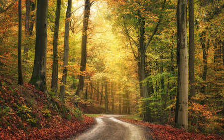 Tranquil autumn scenery in a colorful beech forest, with a beam of soft light in slightly misty atmosphereの写真素材