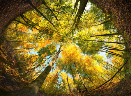 Ultra wide angle of a colorful woodland canopy in autumn, framed by a circle of the forest ground or the earthの写真素材