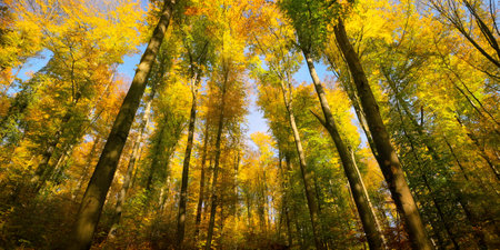 Autumnal sunlit treetops with colorful leaves and blue sky. A wide angle shot of the depth of the forest on a sunny dayの写真素材