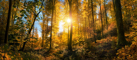 Vibrant fall scenery in the woods, with the sun shining through the bright yellow leaves and the...
