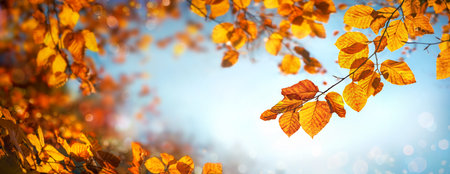 Golden autumn leaves on blue sky, a seasonal background in panorama format with shallow focusの写真素材