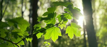 Backlit green leaves on a branch in the woods, illuminated by gentle sunrays, with trees as bokeh background, panoramic formatの写真素材