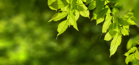 Delicate fresh green leaves in spring, hanging down and framing the beautiful bokeh background which...
