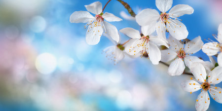 Beautiful delicate white cherry blossoms with blue bokeh background and copy space, panorama formatの写真素材