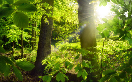 Woodland scenery with the sun shining behind lush green trees, with green foliage framing two tree trunks in the middleの写真素材