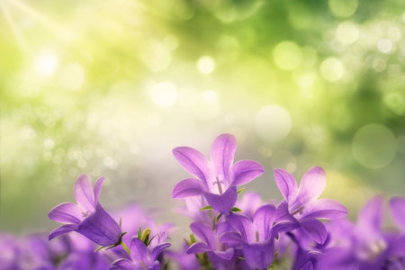 Beautiful purple campanula blossoms growing towards the sunlight, with green dreamy bokeh background and copy spaceの写真素材