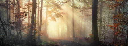 Panoramic nature scenery with beautiful sunny mood in a foggy forest in autumn, with the rays of sunlight illuminating the mist behind the tree trunks along a pathの写真素材