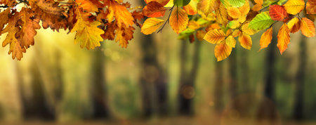 Colorful autumn leaves on branches in the foreground build an ornamental border for a blurred sunny...