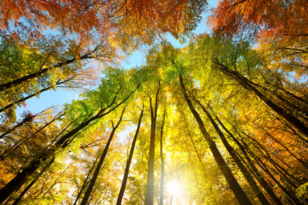 Autumn colors with a canopy of tall trees framing a stripe of blue sky, with the bright sun beautifully shining through the colorful foliageの写真素材