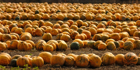 Long rows of harvested orange pumpkins on a field, ready to be collected. Panoramic format.