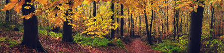 Beautiful forest with a footpath in autumn, with yellow tree branches hanging over the scene. Super-wide panoramic landscape.の写真素材