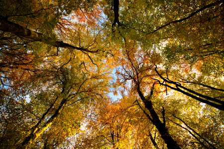 Tree canopy in autumn with gold and yellow foliage in warm lighting and colors. A wide angle shot showing the majestic atmosphere of the forestの写真素材