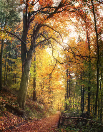 Idyllic hiking path in a forest in autumn with a beautiful beech tree, colorful foliage and rays of sunlightの写真素材