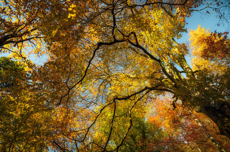 Sunlit canopy in autumn with gold and yellow foliage in warm colors with direct beautiful sunlight. A wide angle shot showing a majestic tree in the forest.の写真素材