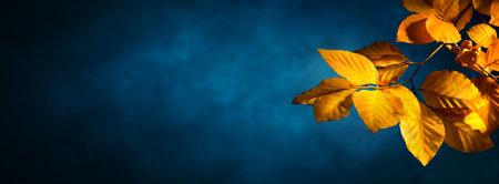 Yellow beech leaves in autumn, studio closeup on dark blue background with nice vignetted lighting and wide copy spaceの写真素材