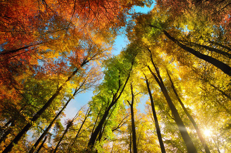 Autumn colors with a canopy of tall trees framing a stripe of blue sky, with the bright sun beautifully shining through the colorful foliageの写真素材