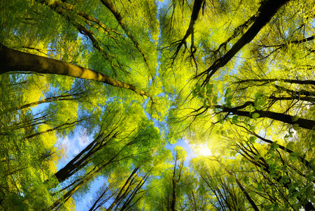 Majestic ultra wide angle worms-eye view to the illuminated green canopy in a beech forest with fresh bright foliage, sun rays and clear blue skyの写真素材