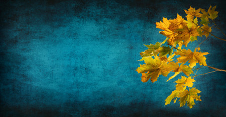 Beautiful yellow maple leaves in autumn, a studio closeup on abstract vignetted teal background with empty copy spaceの写真素材