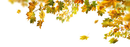 Gorgeous autumn foliage from maple, studio isolated on pure white background, with some colorful leaves on a branch and some falling, panoramic banner or borderの写真素材