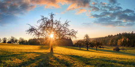 The sun rising behind a bare tree in a rural landscape and casting long shadows as leading lines. Blue sky and illuminated golden clouds over the idyllic hillの写真素材