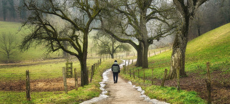 Hiker walking through the beautiful rural countryside in winter, with picturesque trees on green...