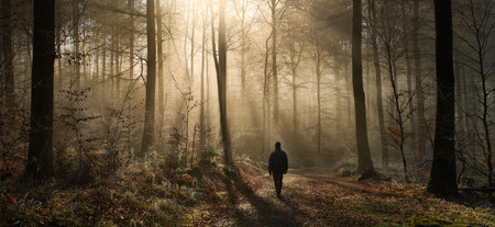 A calm walk in a magical misty forest with beams of golden sunlight falling through the silhouettes of tree trunksの写真素材