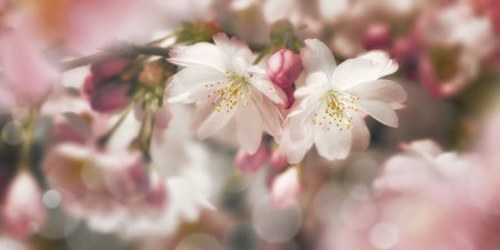 Pink cherry blossoms in nature. Closeup of spring flowers on a blossoming branch in a beautiful garden, with blurred backgroundの写真素材