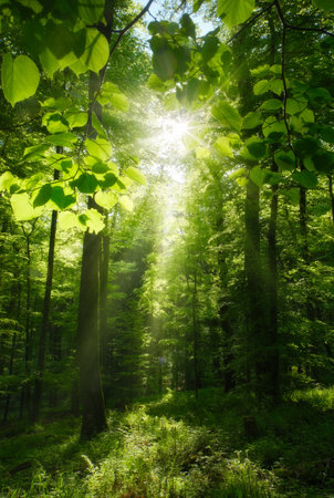 Scenic woodland scene with bright green leaves framing the sun, beautiful beams of light and silhouettes of tree trunks.の写真素材