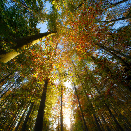 Forest canopy with the sun and gorgeous autumn colors. A square format nature scenery with...