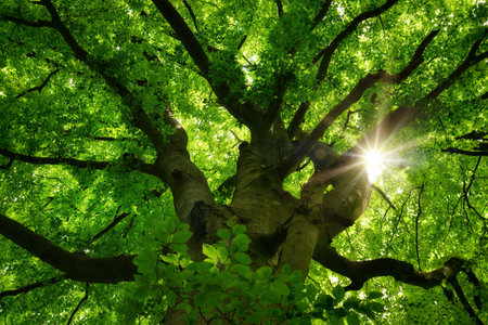 The branches of a green majestic beech tree in summer. Worms-eye view nature scenery with lush...
