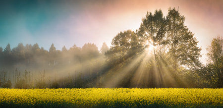 Beams of sunlight falling through trees in a panoramic rural landscape with a yellow canola field. Beautiful morning mood and dramatic misty atmosphereの写真素材