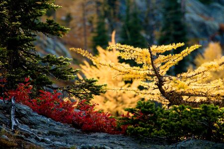 Alpine Fall Colorsの写真素材