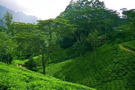 Tea Plantation