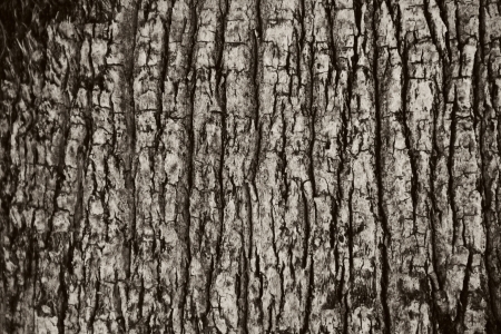Toned texture of a tree barkの写真素材